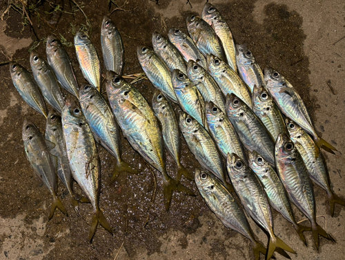 アジの釣果