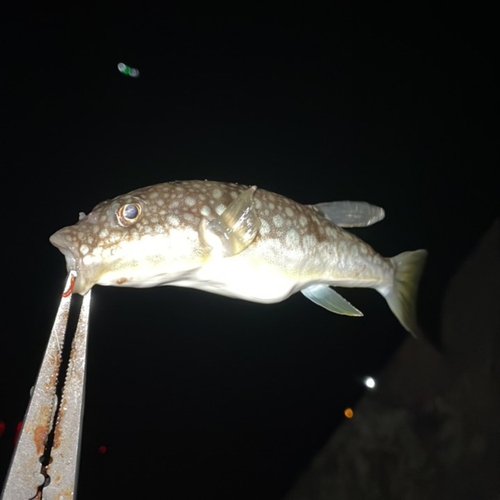 コモンフグの釣果