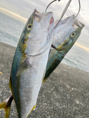 ツバスの釣果