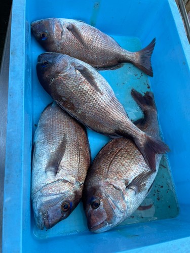 マダイの釣果