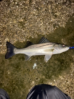 セイゴ（タイリクスズキ）の釣果