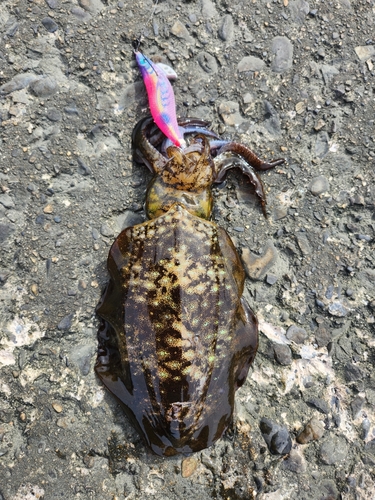 館山湾