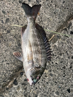 クロダイの釣果