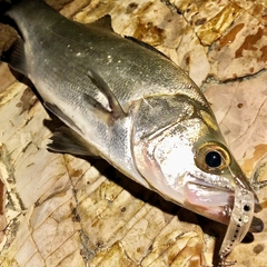 セイゴ（ヒラスズキ）の釣果