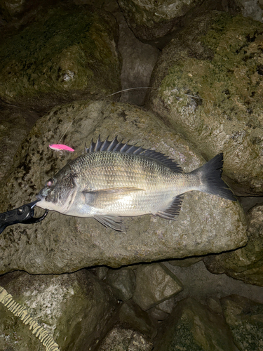 クロダイの釣果