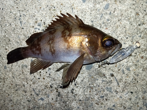 メバルの釣果