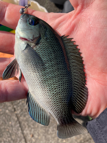 メジナの釣果