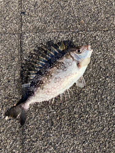 アイゴの釣果