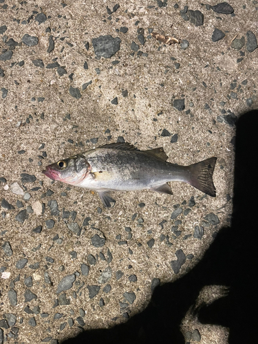 セイゴ（マルスズキ）の釣果