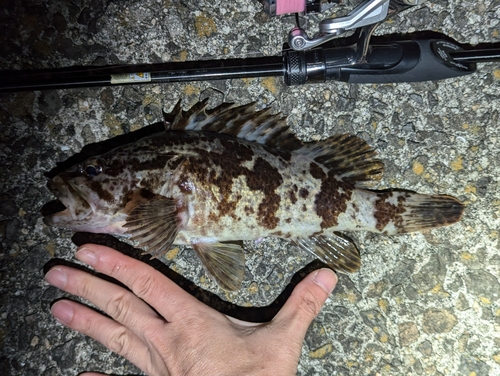 タケノコメバルの釣果