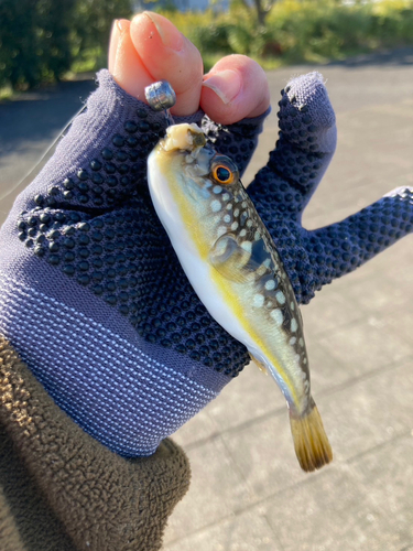 コモンフグの釣果