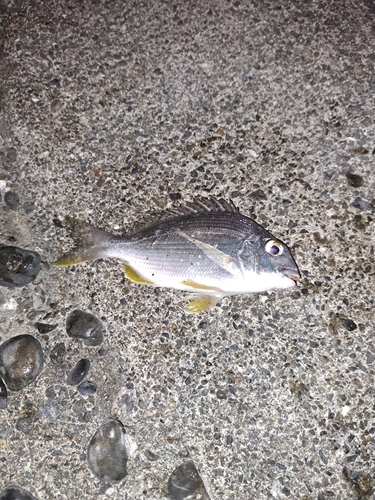 ヘダイの釣果