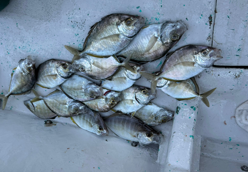 カイワリの釣果