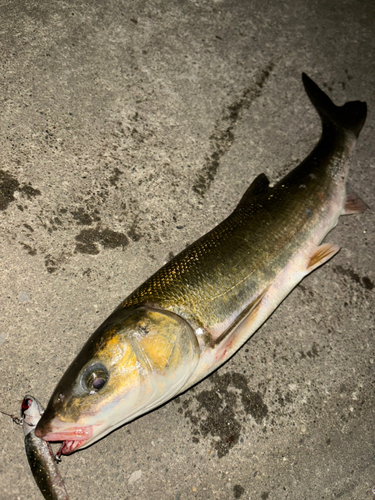 マルタウグイの釣果