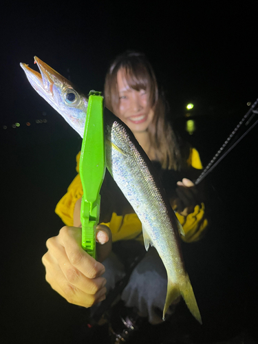 カマスの釣果