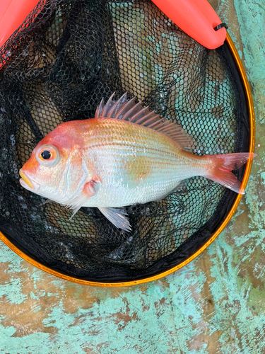 タイの釣果