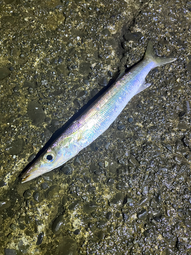 カマスの釣果