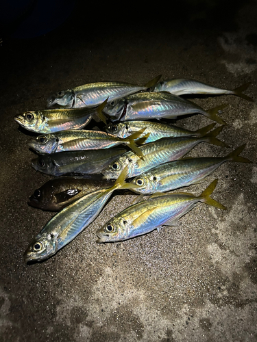 アジの釣果