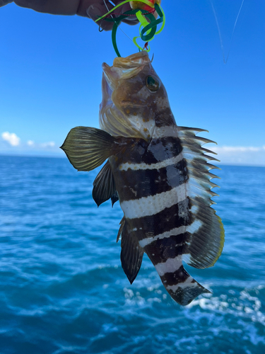 アオハタの釣果