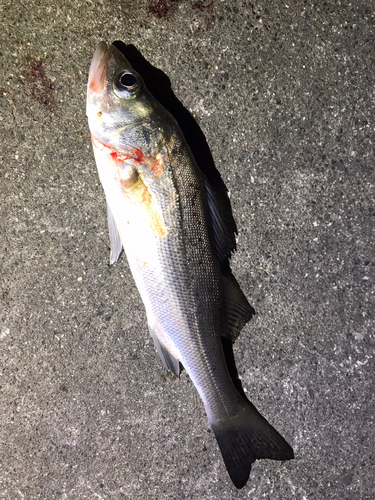 セイゴ（マルスズキ）の釣果