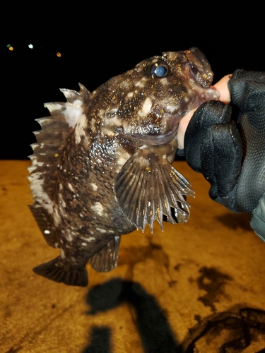 オウゴンムラソイの釣果