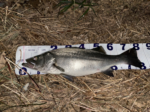 スズキの釣果