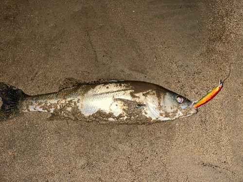 スズキの釣果