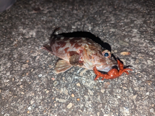 カサゴの釣果