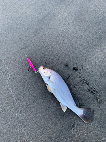 ニベの釣果