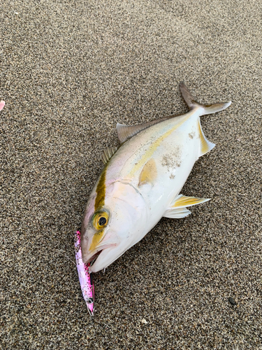 ショゴの釣果