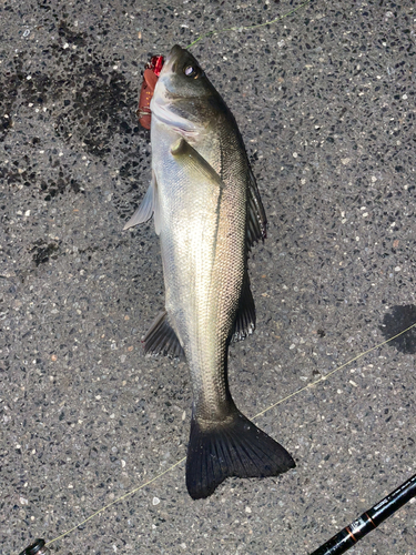 シーバスの釣果