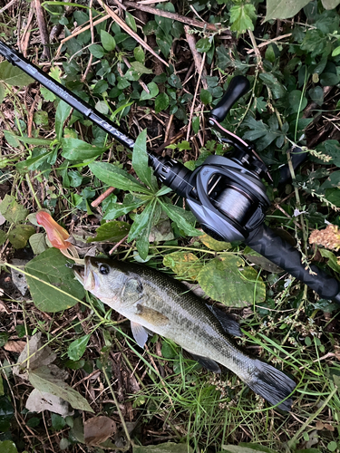 ブラックバスの釣果