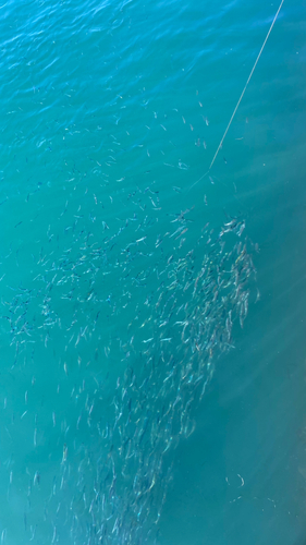 イワシの釣果