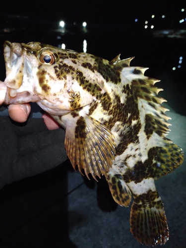 タケノコメバルの釣果