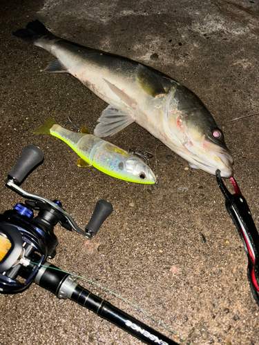 シーバスの釣果