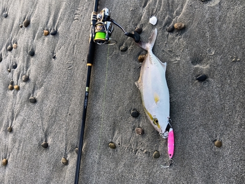 ショゴの釣果