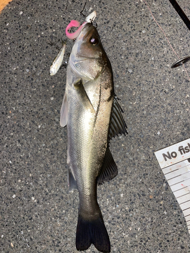 シーバスの釣果