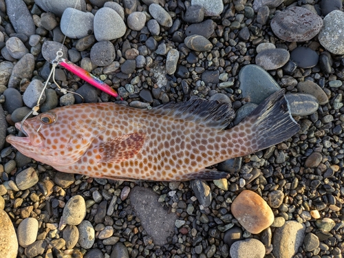 オオモンハタの釣果