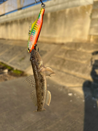 ハゼの釣果