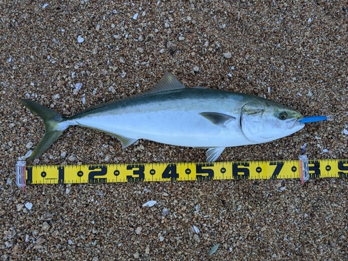 ハマチの釣果