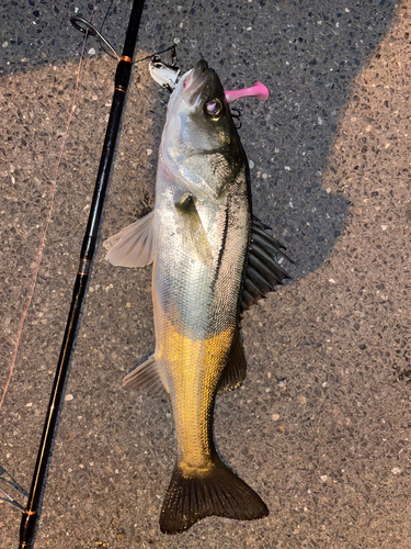 シーバスの釣果