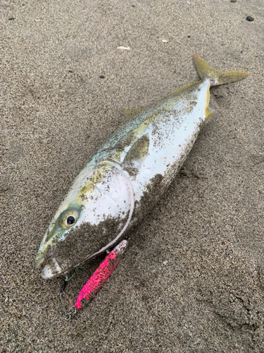 イナダの釣果