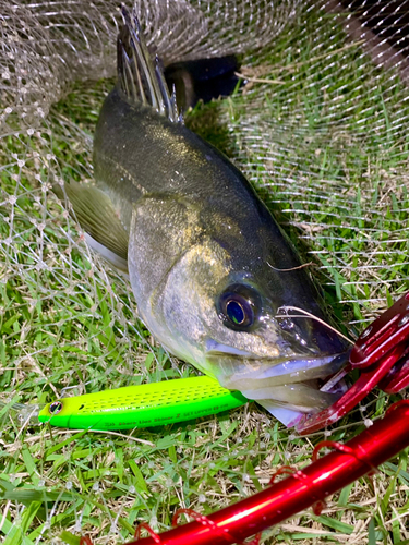 フッコ（マルスズキ）の釣果