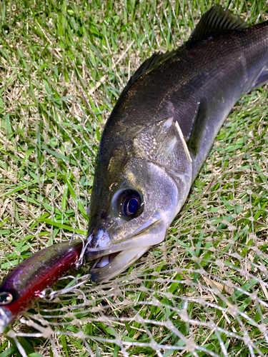 フッコ（マルスズキ）の釣果