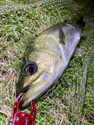 スズキの釣果