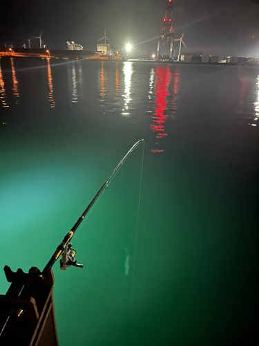 シャコの釣果