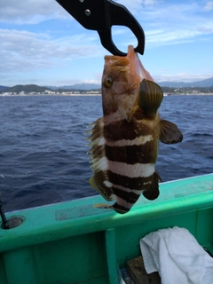 アオハタの釣果