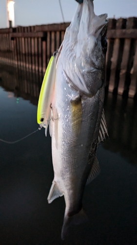 シーバスの釣果