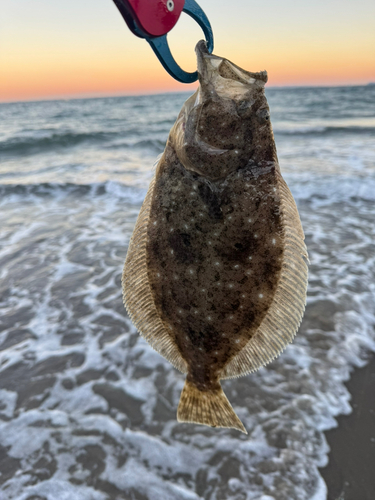 ソゲの釣果