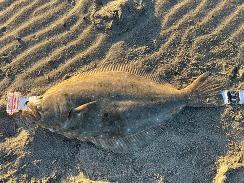 ヒラメの釣果